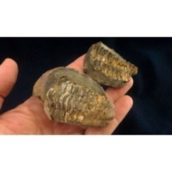 Trilobite Diacalymene Ouzregui Trilobite Diacalymene Ouzregui