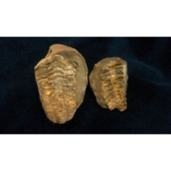 Trilobite Diacalymene Ouzregui Trilobite Diacalymene Ouzregui