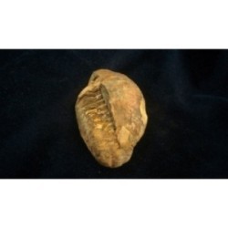 Trilobite Diacalymene Ouzregui Trilobite Diacalymene Ouzregui