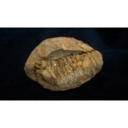 Trilobite Diacalymene Ouzregui Trilobite Diacalymene Ouzregui