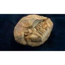 Trilobite Diacalymene Ouzregui Trilobite Diacalymene Ouzregui