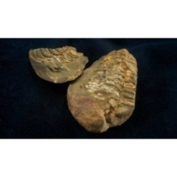 Comprar Trilobite Diacalymene Ouzreguide colección - BOX-002-001 Comprar Trilobite Diacalymene Ouzreguide colección - BOX-002-001