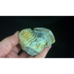 Trilobite Diacalymene Ouzregui Trilobite Diacalymene Ouzregui