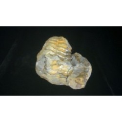 Trilobite Diacalymene Ouzregui Trilobite Diacalymene Ouzregui