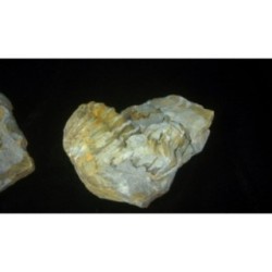 Trilobite Diacalymene Ouzregui Trilobite Diacalymene Ouzregui