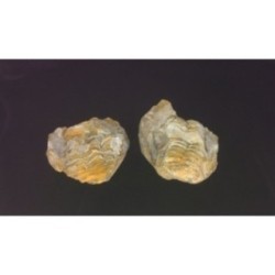 Trilobite Diacalymene Ouzregui Trilobite Diacalymene Ouzregui