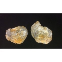 Trilobite Diacalymene Ouzregui Trilobite Diacalymene Ouzregui