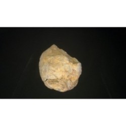 Trilobite Diacalymene Ouzregui Trilobite Diacalymene Ouzregui