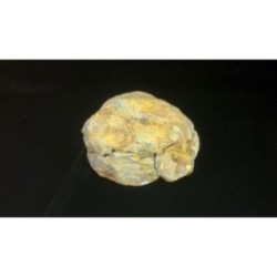 Comprar Trilobite Diacalymene Ouzreguide colección - BOX-002-002 Comprar Trilobite Diacalymene Ouzreguide colección - BOX-002-002