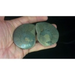 Pareja de ammonites Pareja de ammonites