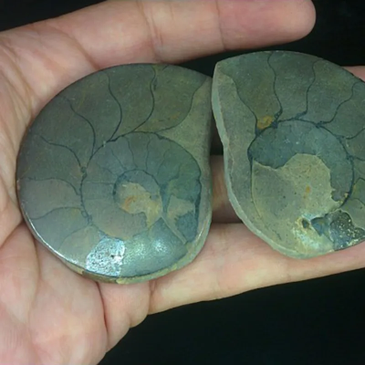 Pareja de ammonites