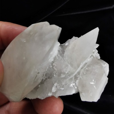 Comprar Trilobite Diacalymene Ouzreguide colección - BOX-002-002