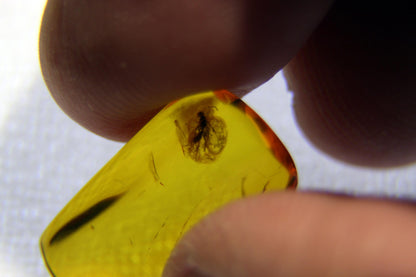 Amber with insect "HYMENOPTERA"