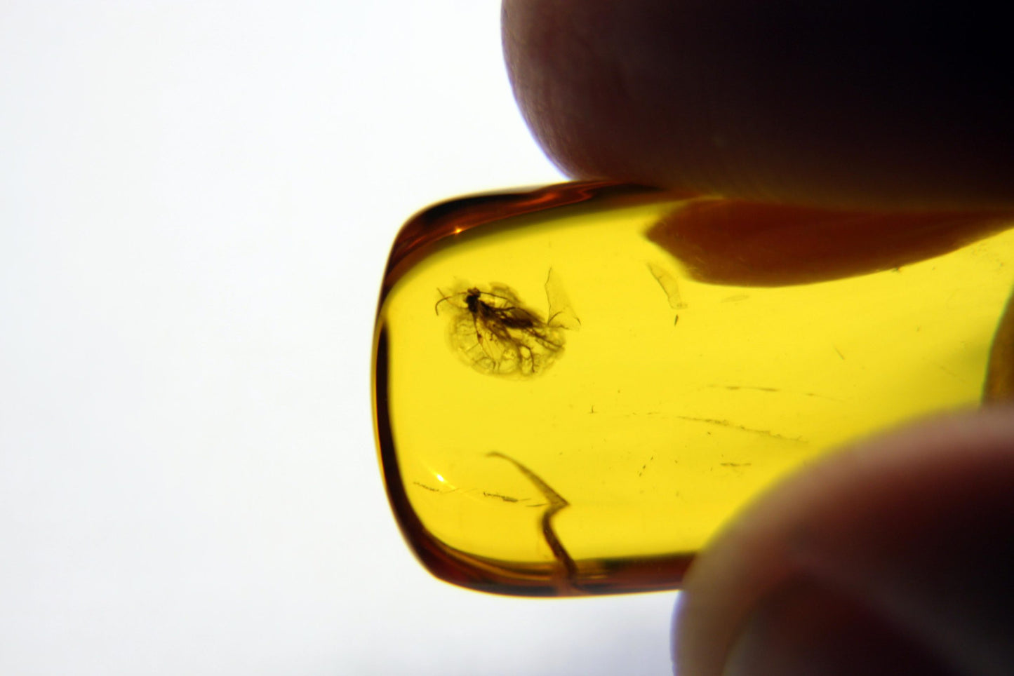 Amber with insect "HYMENOPTERA"