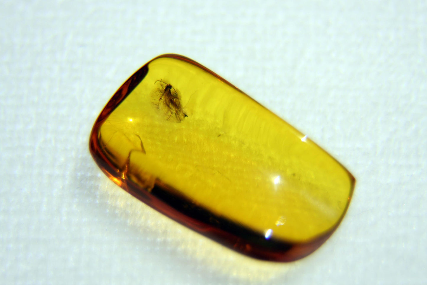 Amber with insect "HYMENOPTERA"