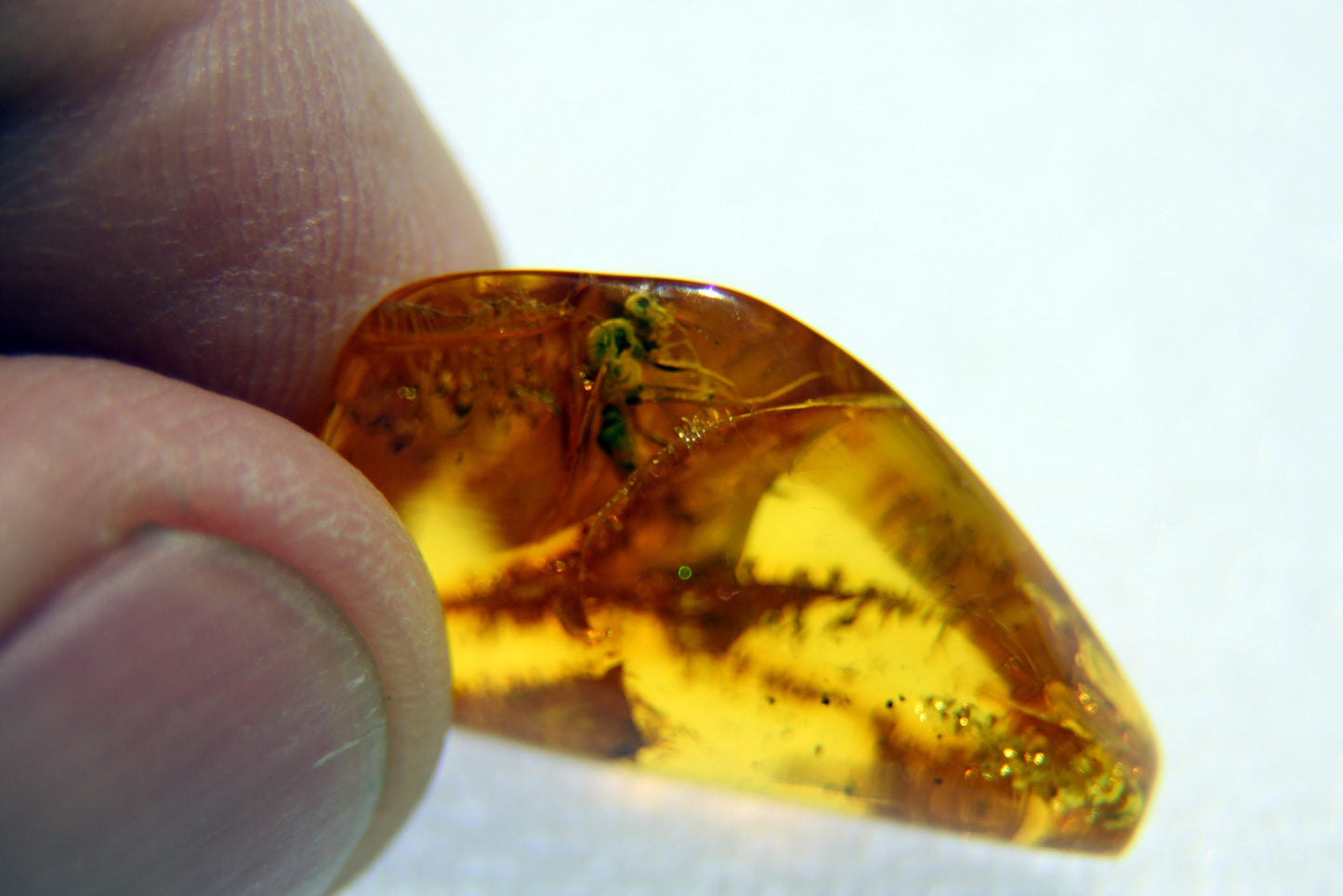 Amber with insect