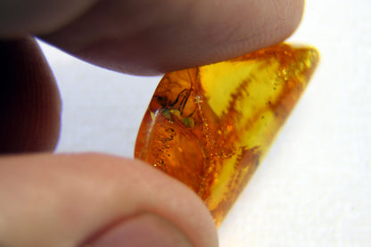 Amber with insect