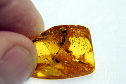 Amber with insect