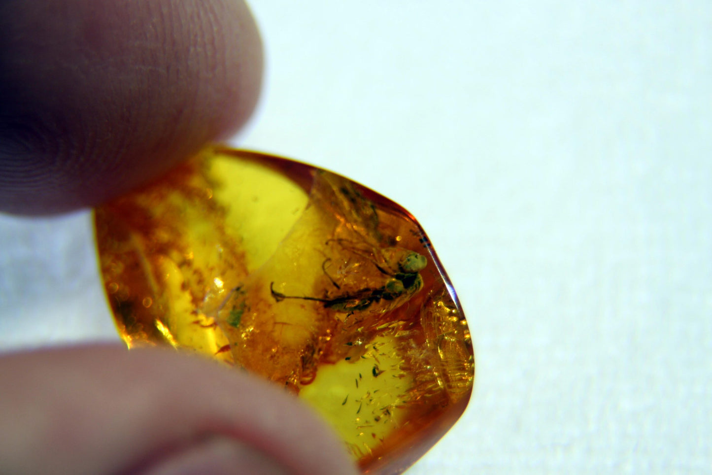 Amber with insect