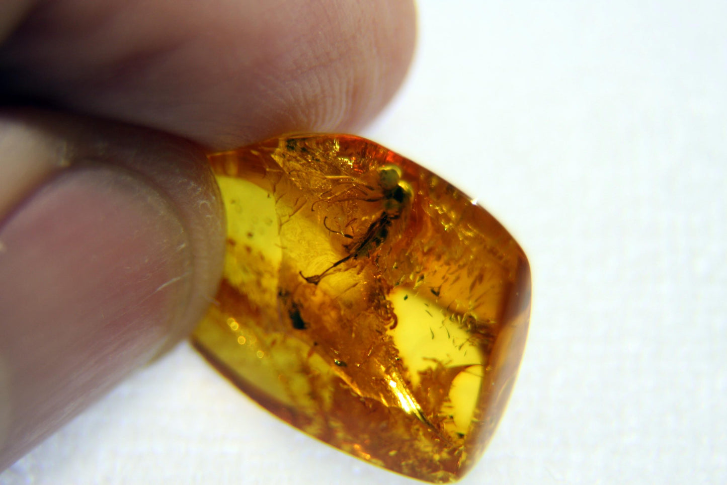 Amber with insect