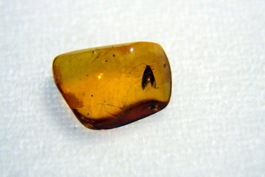 Amber with insect