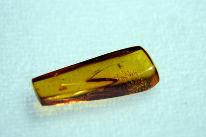 Amber with insect