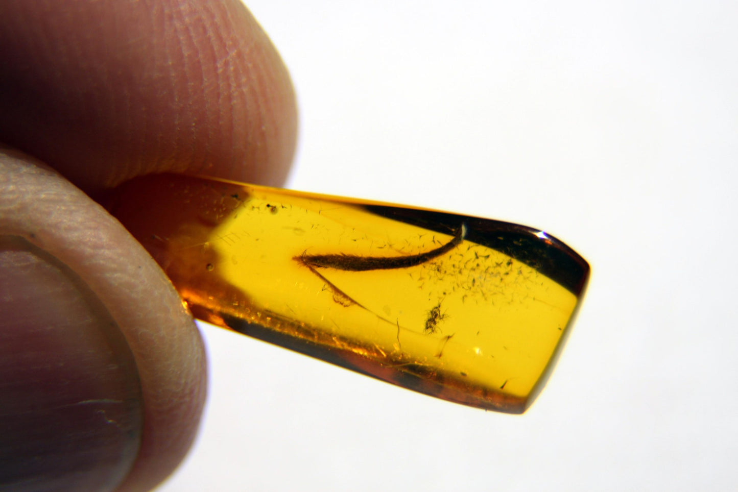 Amber with insect